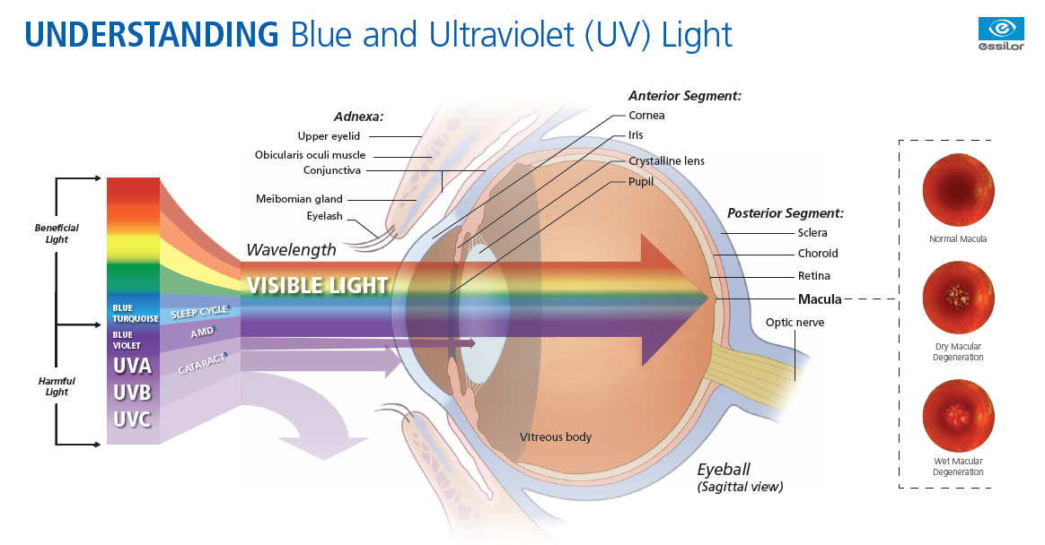 Is Blue Light Bad For Your Eyes?  Transitions Lenses Blue-Violet Light